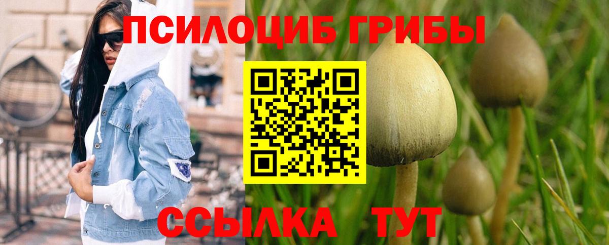 где продают   Волжский  Галлюциногенные грибы Cubensis  Псилоцибиновые грибы мицелий 